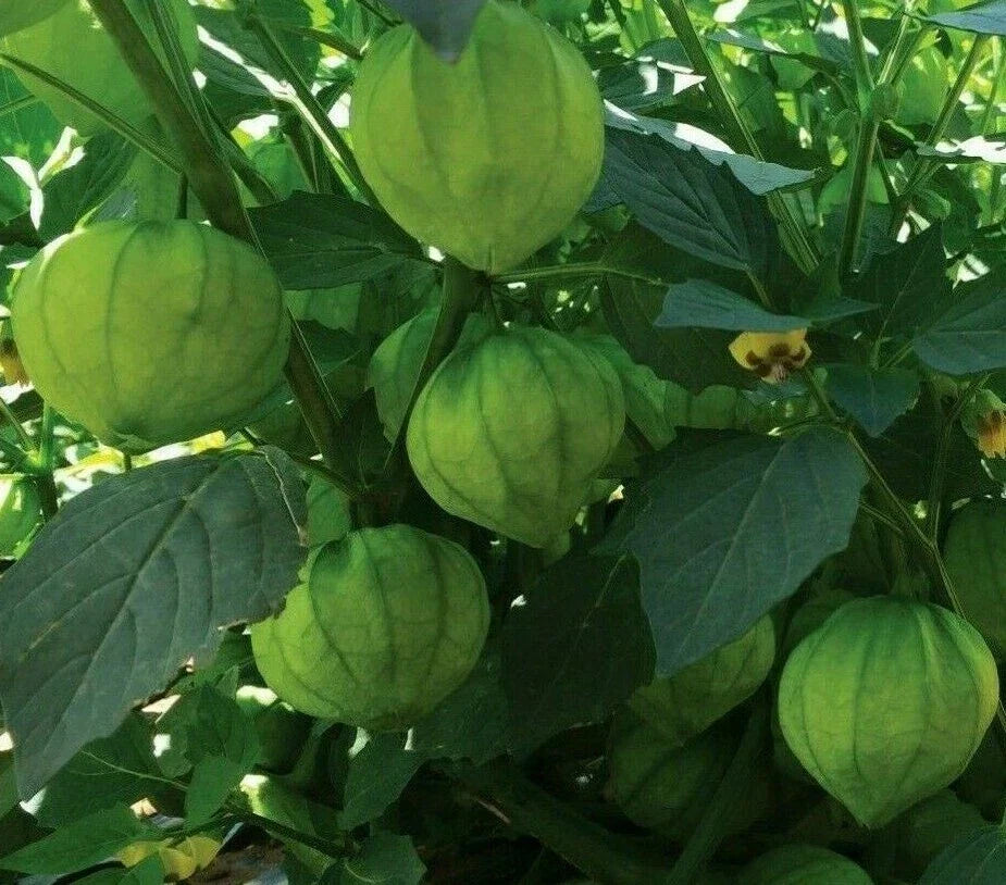 Tomatillo Seeds 100+ Pack Verde - Physalis ixocarpa Garden Vegetables for Salsa