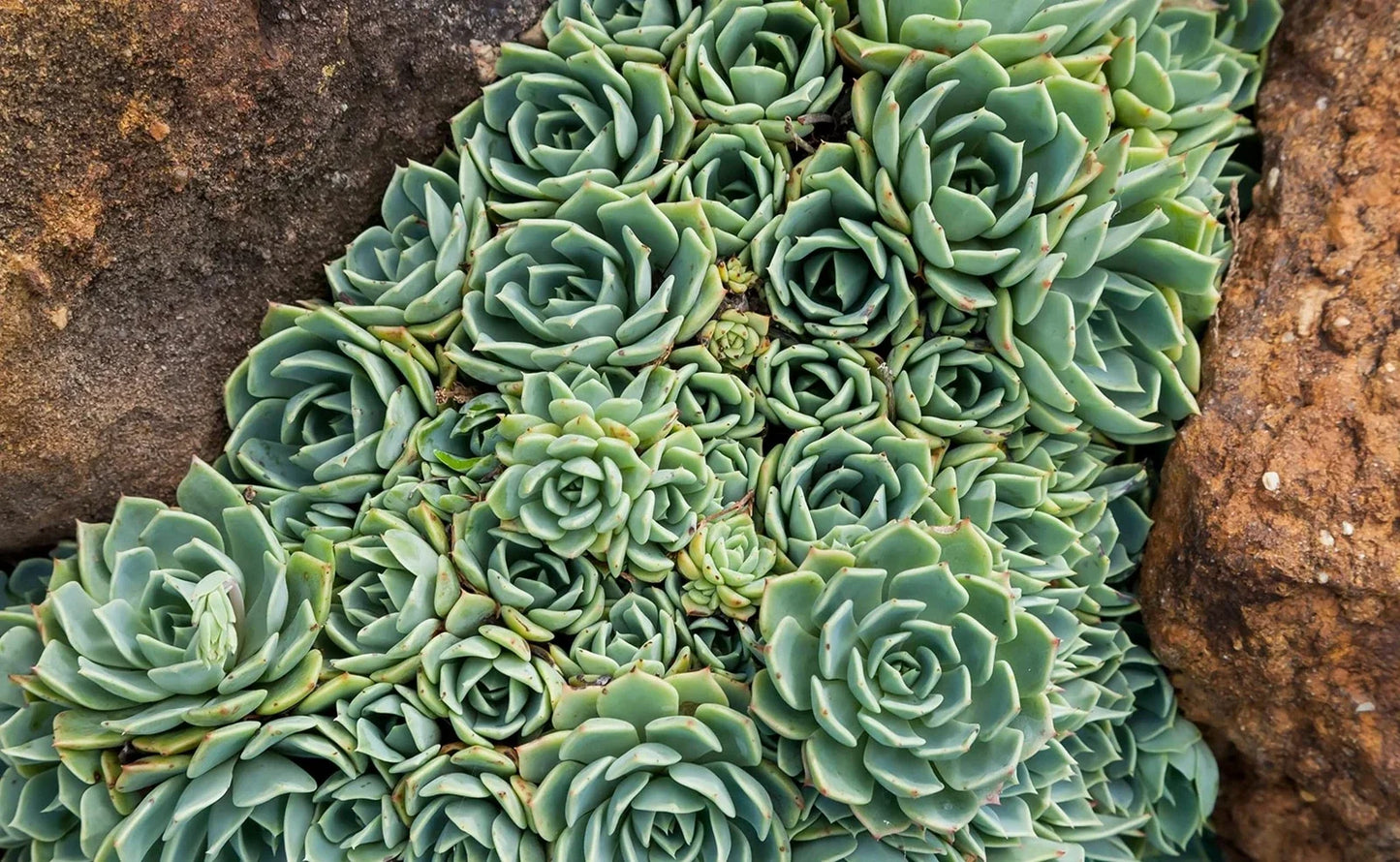 Hen's and Baby's Succulent Seeds 200 Pack, Echeveria spp., Easy to Grow Indoor Outdoor Garden Planting