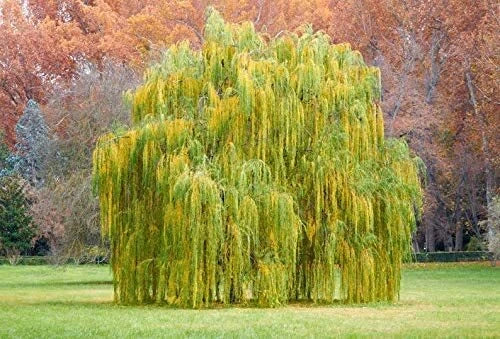 Outdoor STEM Project Kit for Growing Weeping Willow Tree Salix babylonica | Starter Plant for Kids & Education