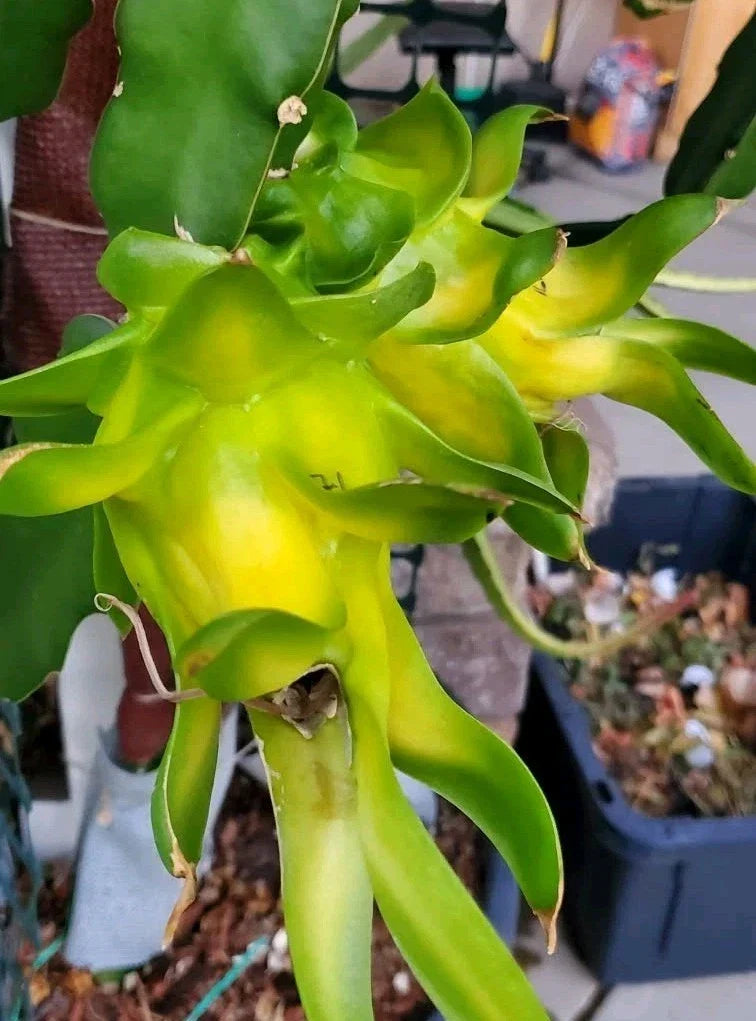 Rooted Israeli Yellow Dragon Fruit Cuttings - 8-10 Inch Hylocereus megalanthus for Indoor & Outdoor Gardening