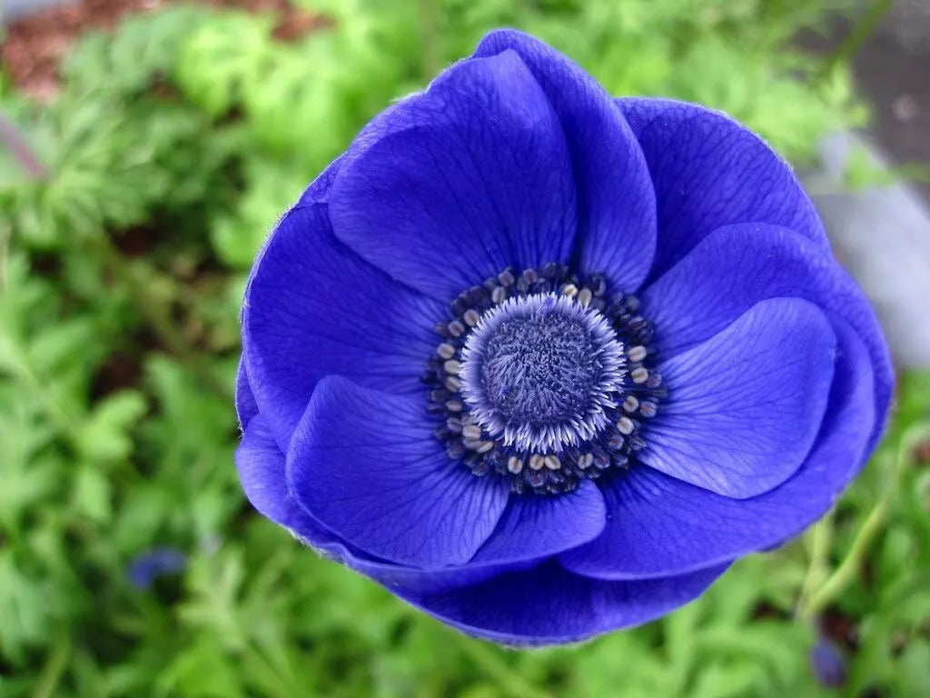 Anemone de Caen Blue Poppy Seeds - 40 Count - Anemone coronaria