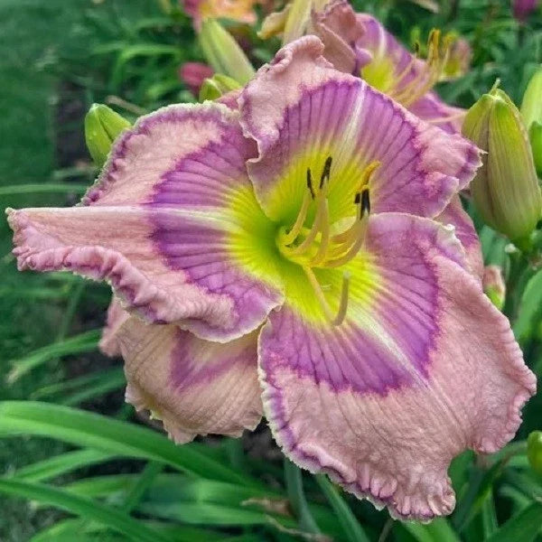 Live Daylily Plant - Forever Princess Rebloomer Variety in 1-Gallon Pot - Hemerocallis 'Forever Princess'