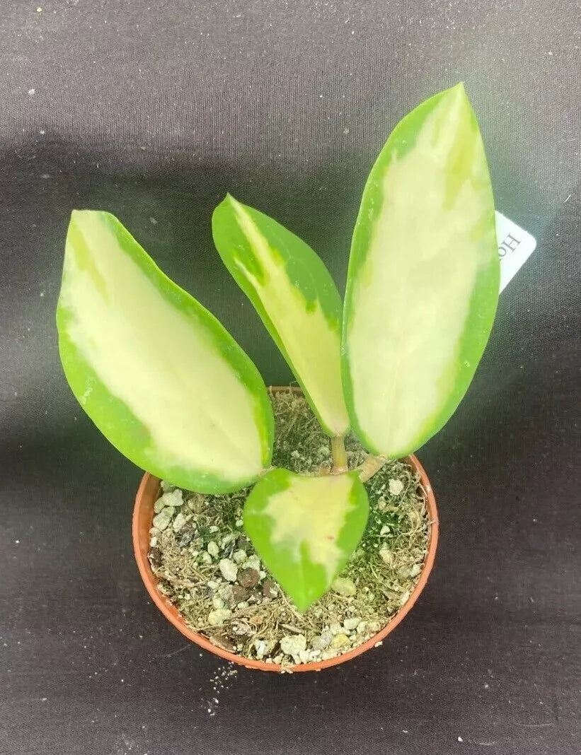 Variegated Hoya Parasitica Rooted Plant in 2.5" Pot, Indoor Climbing Vine, Low Maintenance, Green and Cream Leaves