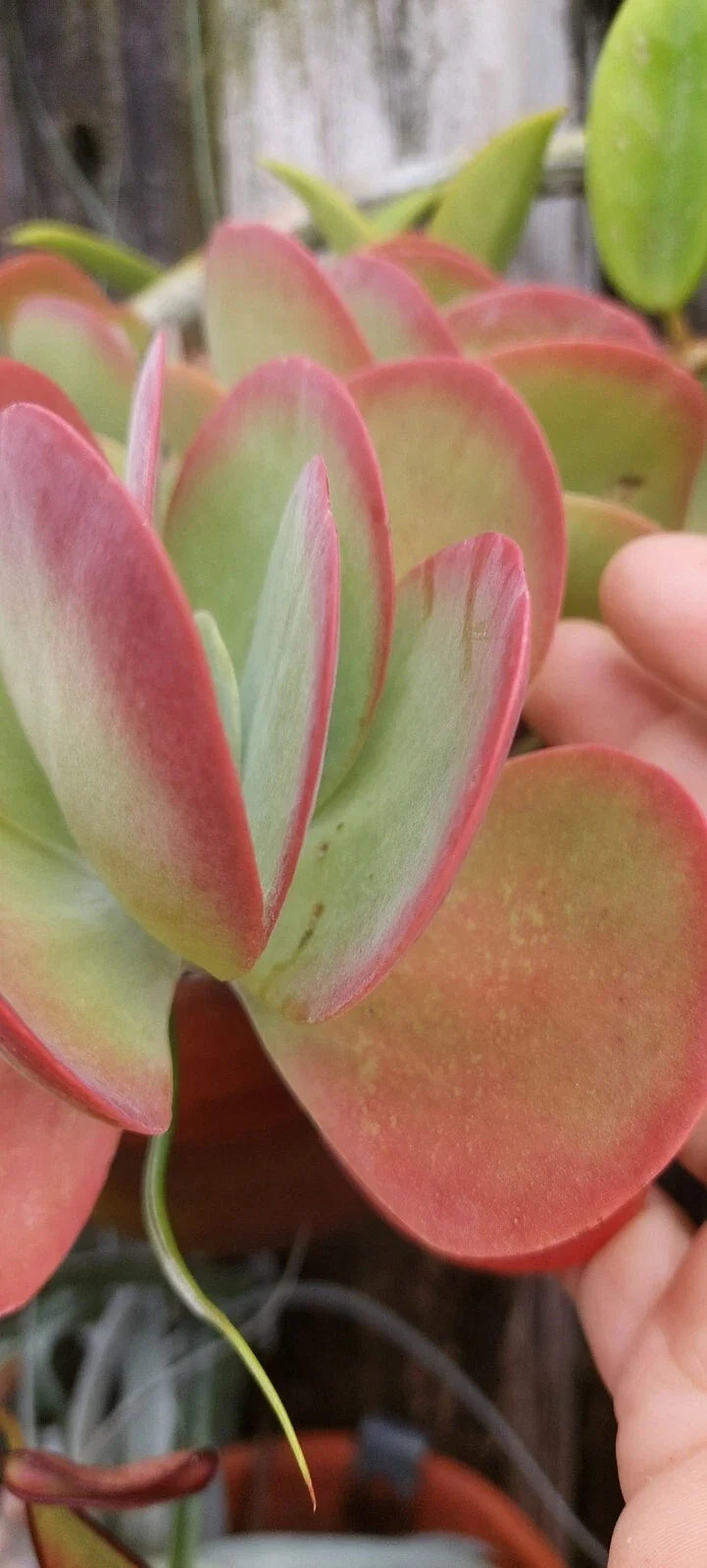 Flapjack Kalanchoe Succulent Live Plant | Paddle Leaf Variety | Kalanchoe luciae in 4-inch Pot
