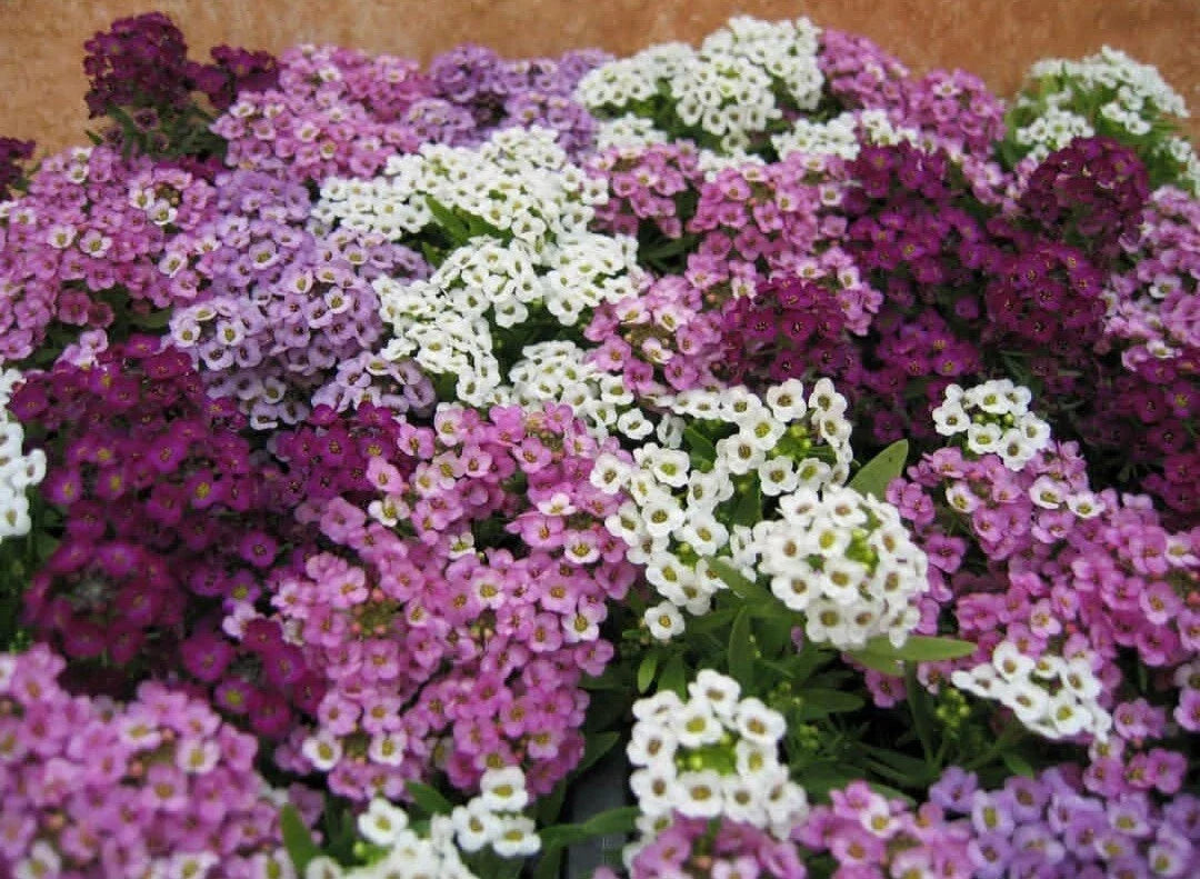 Sweet Alyssum Seeds - Color Mix, Lobularia maritima, Annual Flower for Borders & Containers, 50 Pack