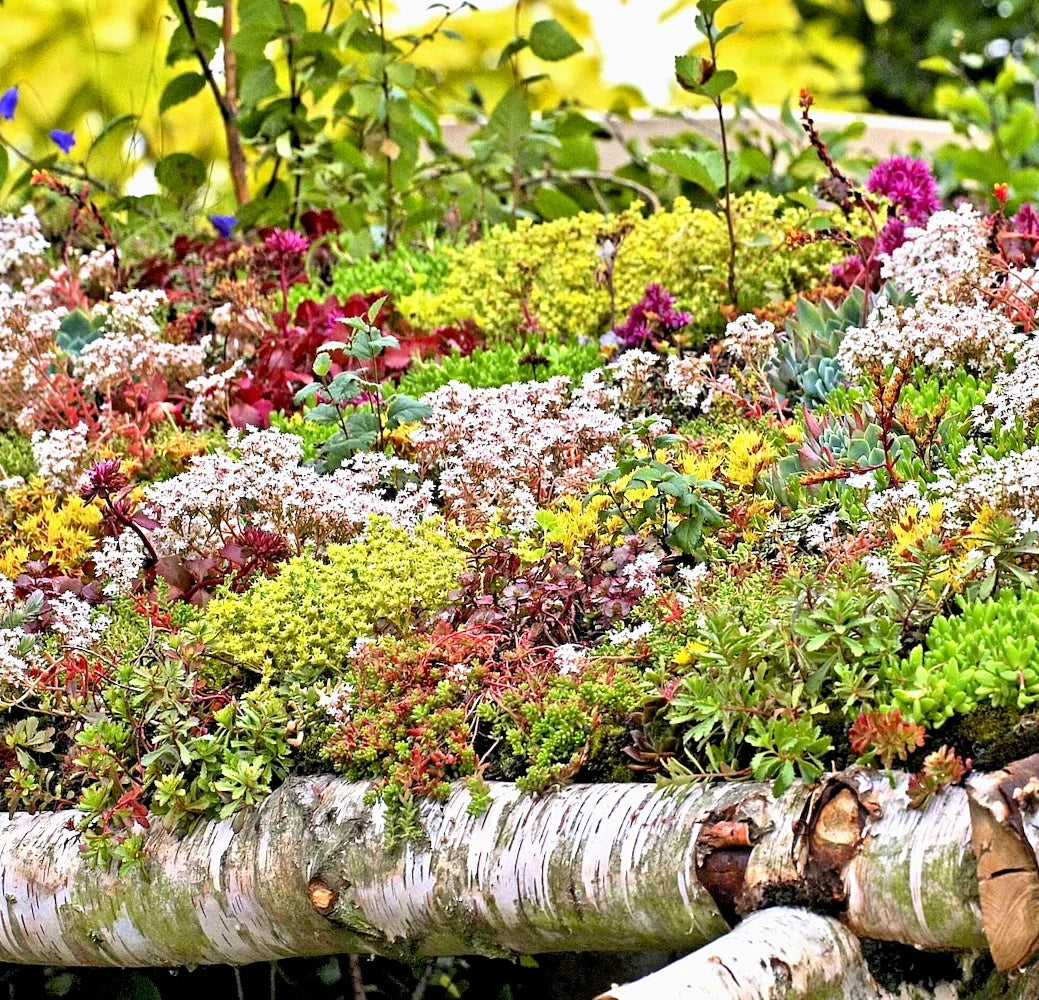 200 Sedum Seeds Autumn Mix - Succulent Ground Cover Stonecrop (Sedum spp.)