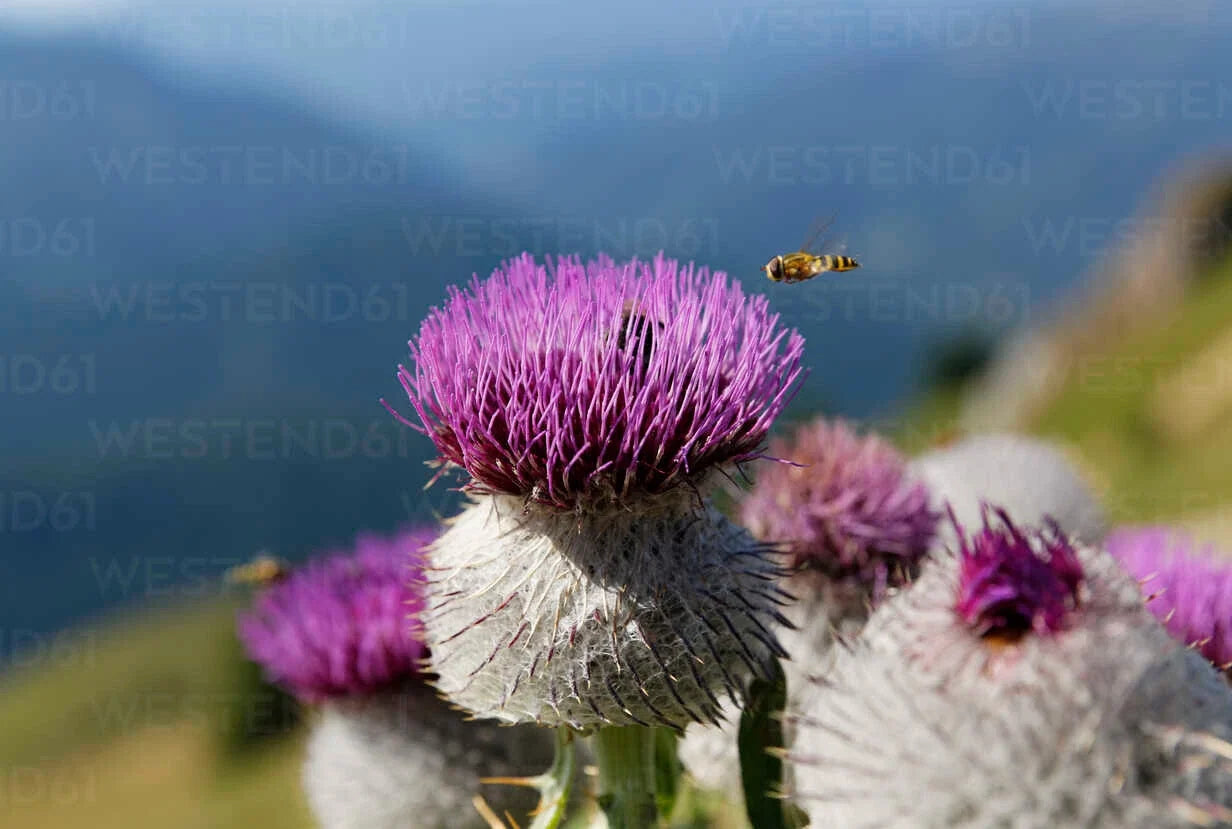 Woolly Thistle Seeds - 200+ Pack for Garden Planting - Purple Blooms - Cirsium dispar - Perennial, Full Sun to Partial Shade