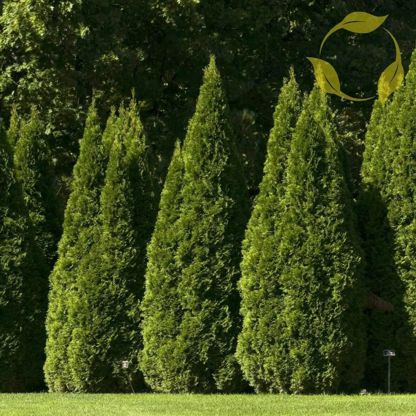 Oriental Arborvitae Seeds - 10 Pack, Thuja Orientalis, Evergreen Garden Plants for Landscaping & Privacy Screening