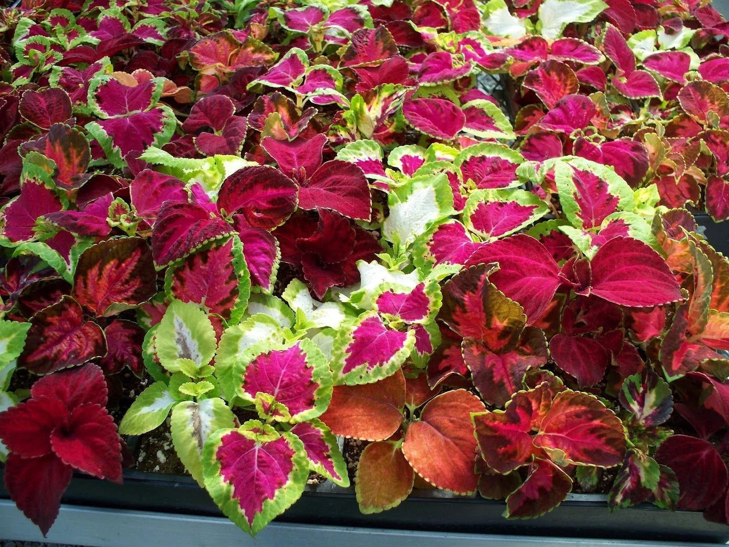 Coleus Seeds 100 Count Jazz Combo Mix Coleus blumei Colorful Foliage for Gardens & Containers