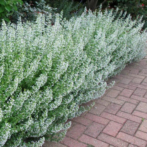 Common White Catmint Seeds | Non-GMO | 100-2,000 Seeds | Nepeta × faassenii