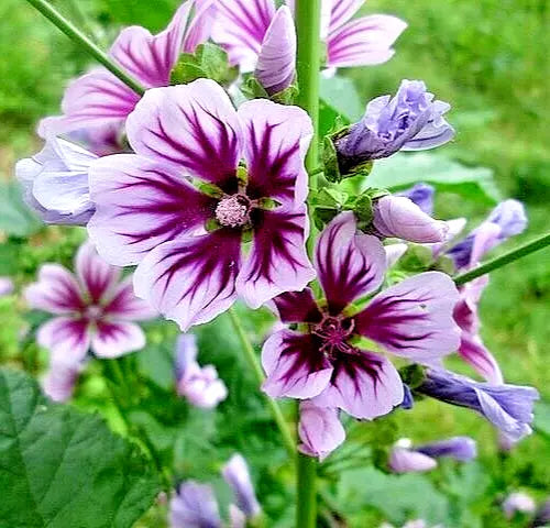 Zebra Mallow Seeds 1000 Count - Malva sylvestris Hardy Striped Flowers Bulk for Garden, Landscape & Pollinator Attracting