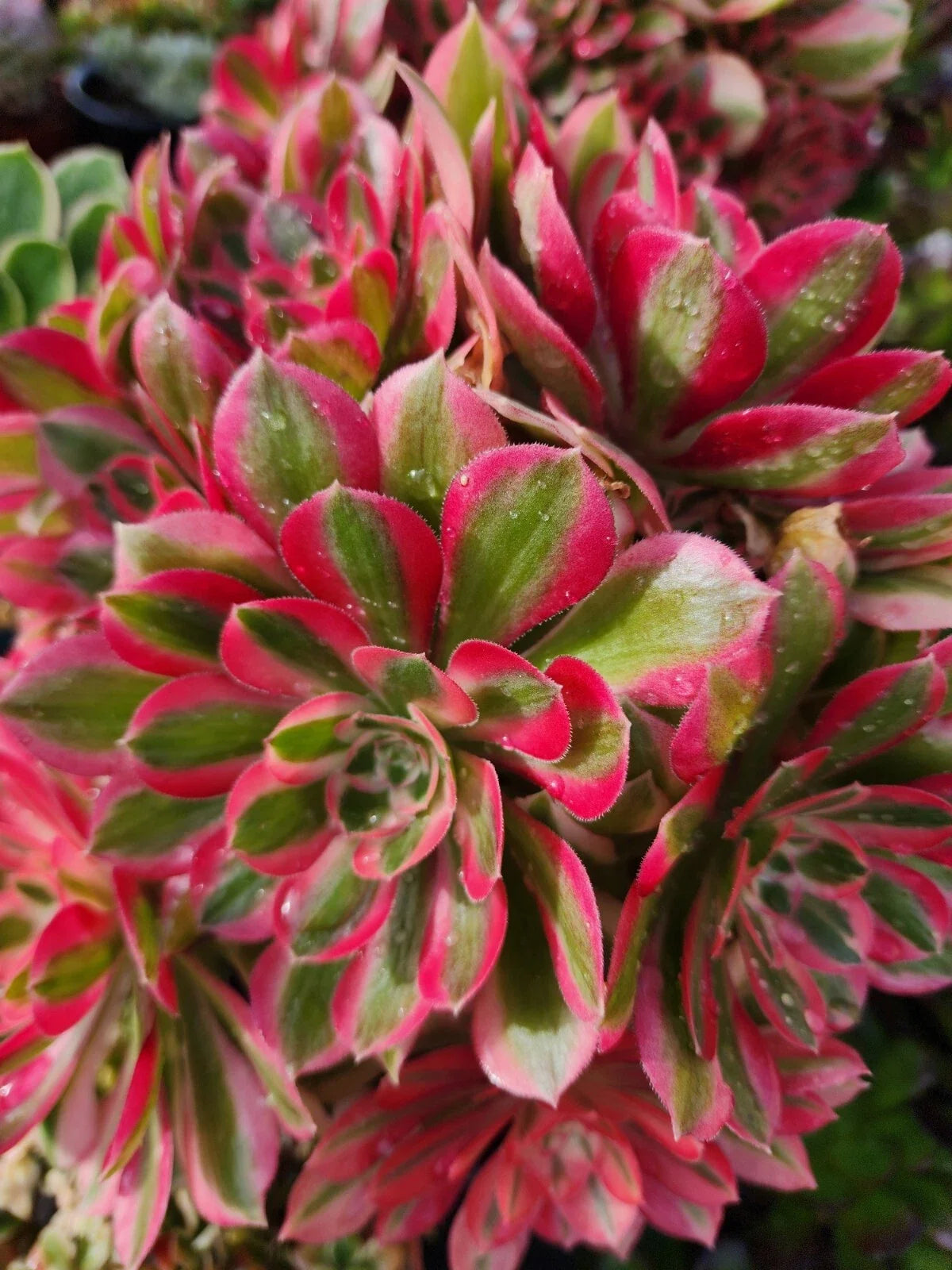Aeonium Pink Witch Cutting - 2.5 Inch Succulent Rosette, Drought-Tolerant, Indoor & Outdoor Plant, Aeonium 'Pink Witch'