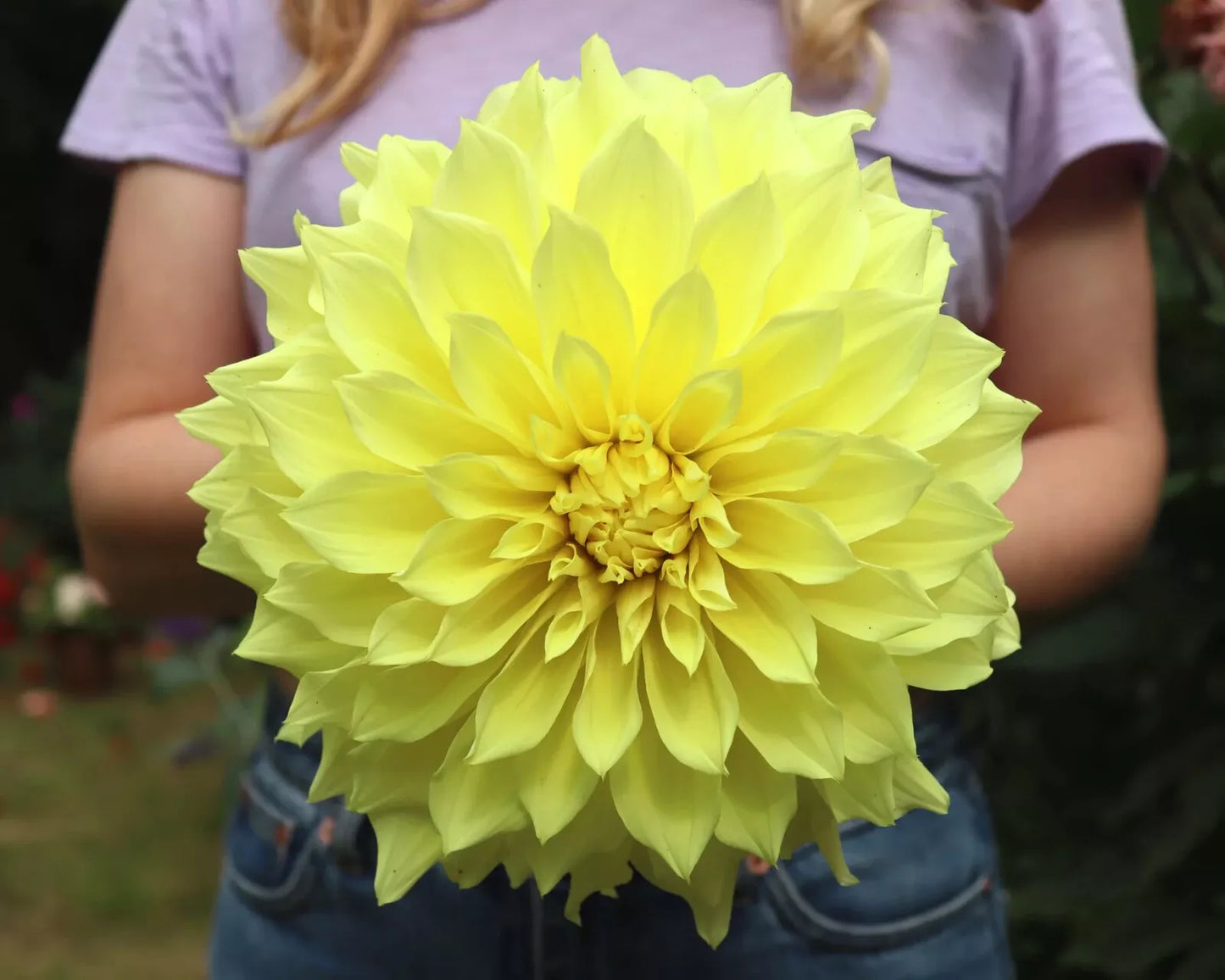 Kelvin Floodlight Dinnerplate Dahlia Tuber 10 Inches - Dahlia variabilis Garden Plant