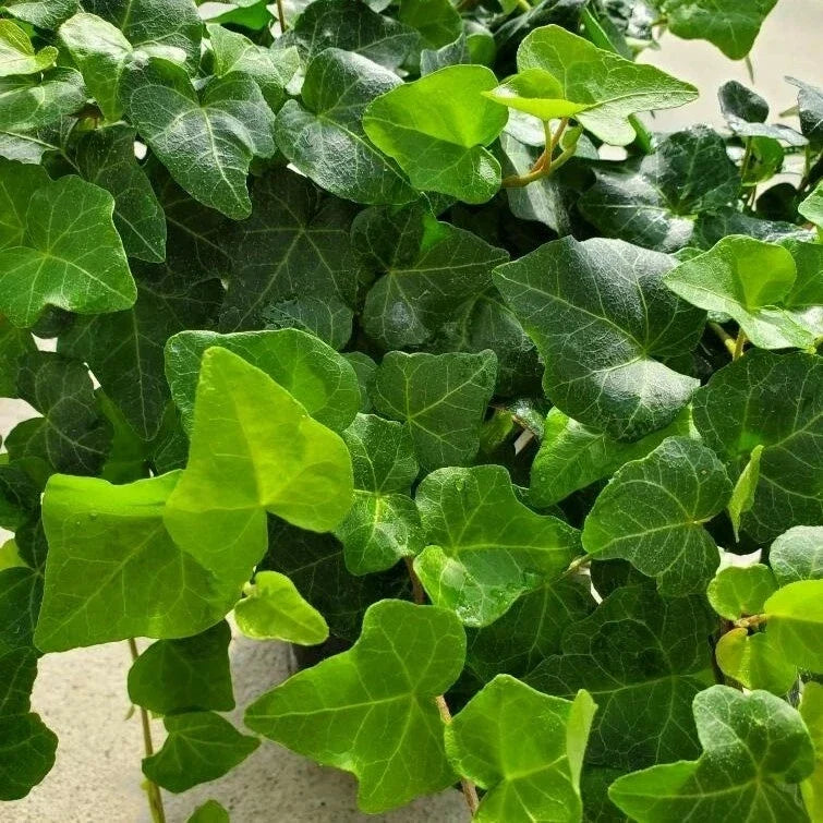 12 Rooted English Ivy Cuttings 4" Hedera helix Indoor Green Foliage Easy Care