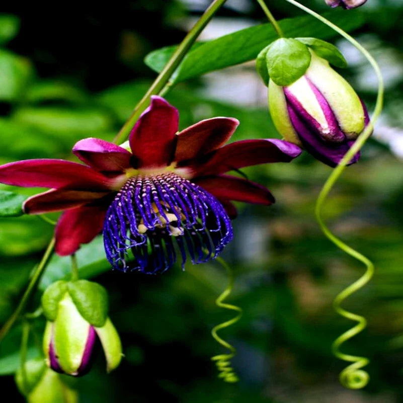 Giant Granadilla Seeds - Passiflora quadrangularis - Exotic Passionfruit Flower Plant Seeds - 10 Pack