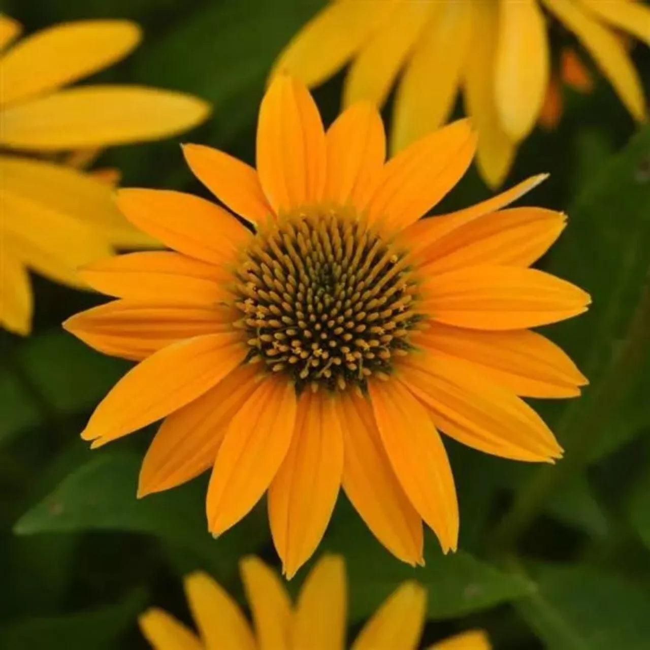 Yellow Ombre Coneflower Seeds - Echinacea purpurea Perennial Flower Seeds for Garden Planting