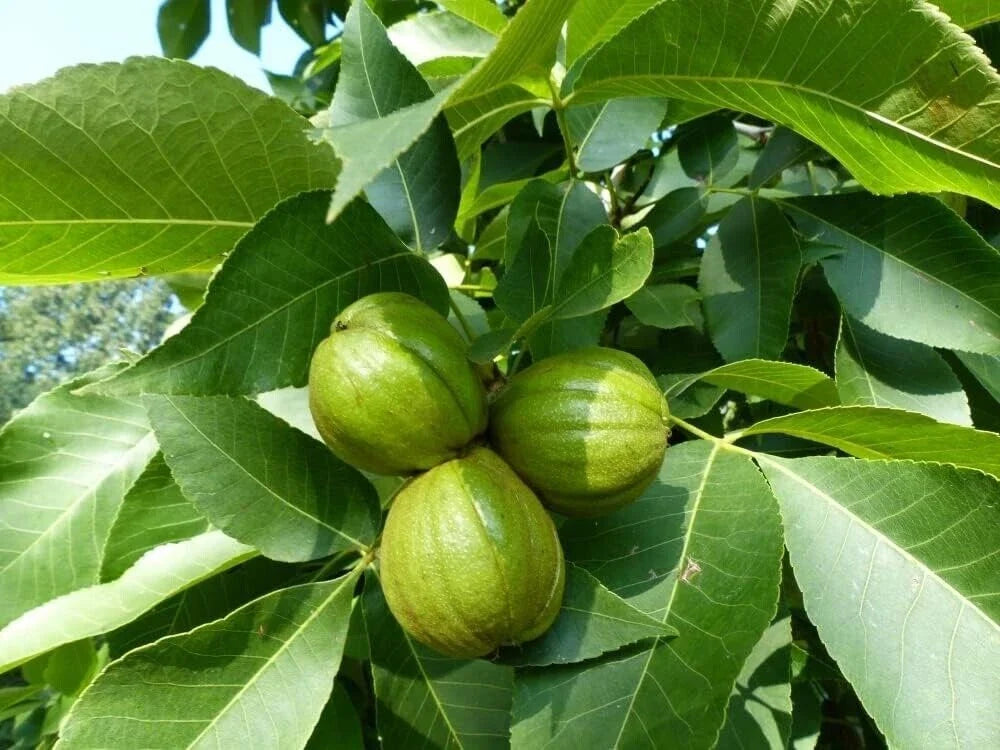 Butternut Tree Seeds for Planting - Exotic Juglans cinerea Seeds for Garden Growth