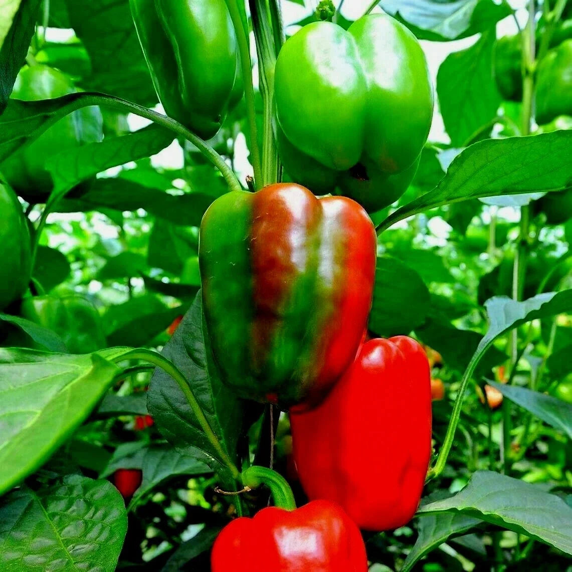 Organic California Wonder Sweet Bell Pepper Seeds – Vegetable Garden Seeds for Containers, Capsicum annuum, 101+ Seeds