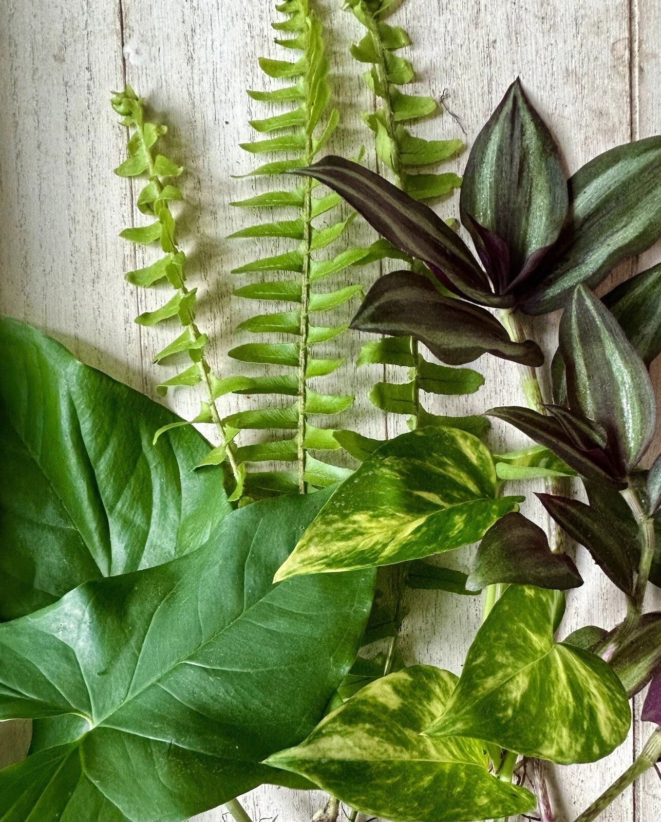 12 Rooted Indoor Plant Cuttings – Pothos, Wandering Jew, Arrowhead, Ferns – Easy Care Houseplants for Home Decor