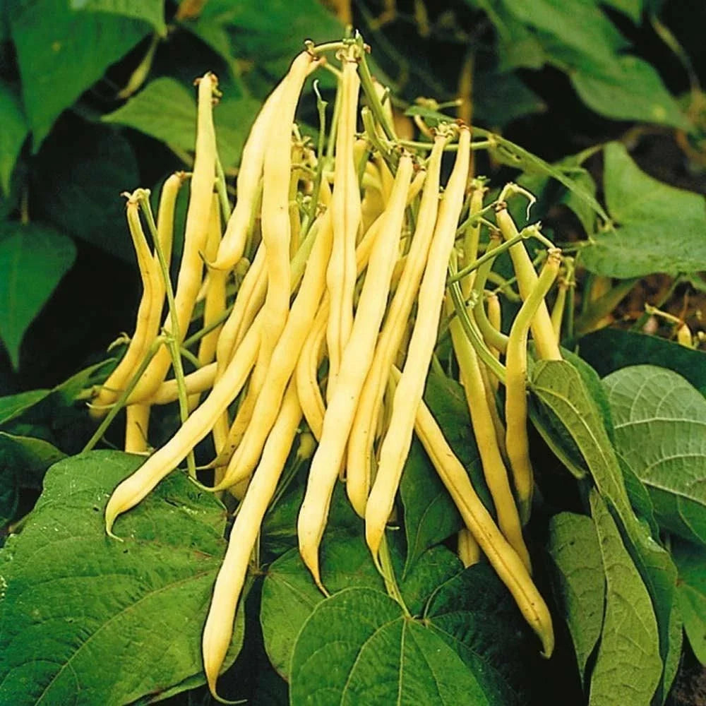 Golden Yellow Wax Bean Seeds | String Green Butter Pod | Phaseolus vulgaris | Heirloom Vegetable Seeds for Home Garden