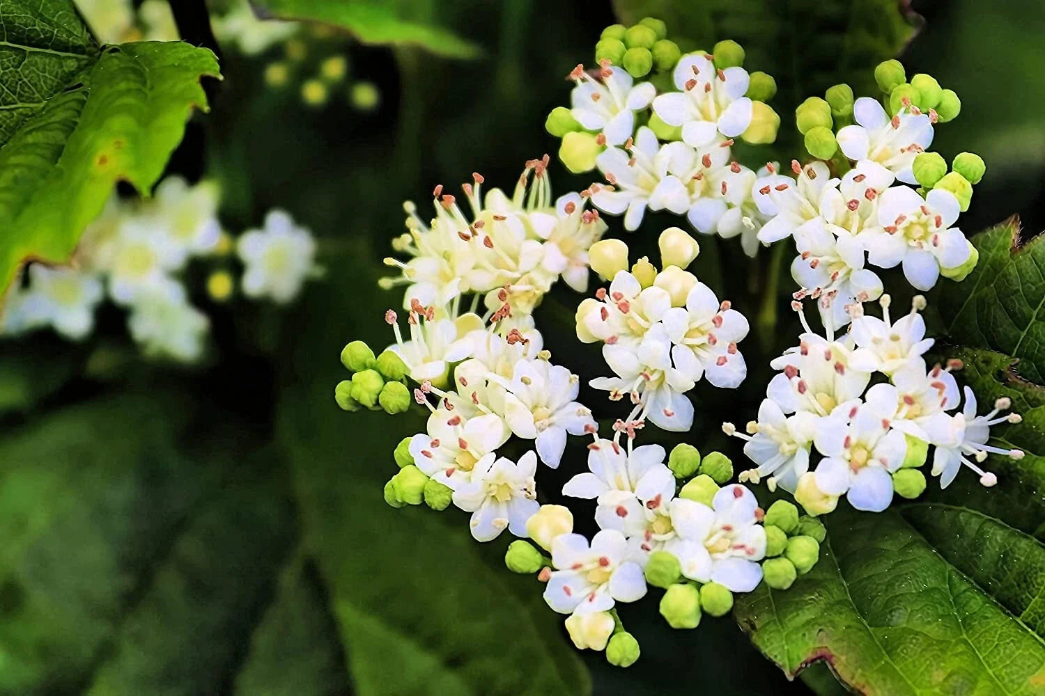 Arrowwood Bush Seeds - 100 Pack for Hedge Row, Viburnum dentatum, Native Shrubs for Wildlife & Privacy, Blooming White Flowers