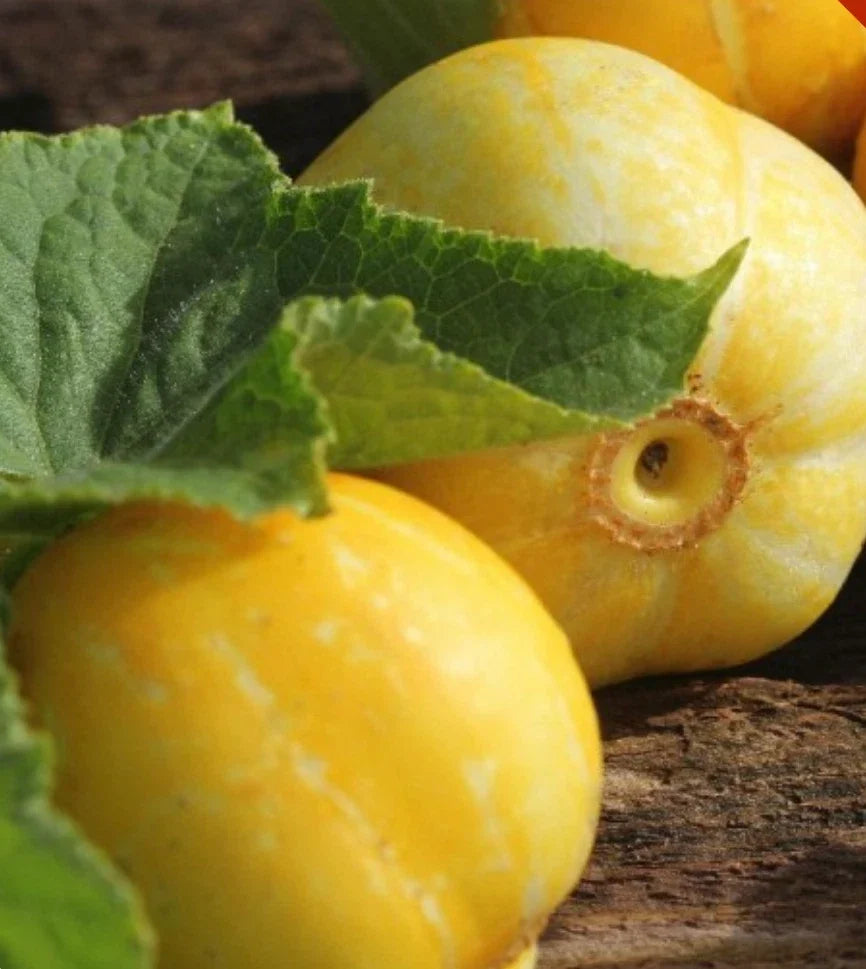 Lemon Cucumber Seeds - 200+ Heirloom Non-GMO Vegetable Seeds for Garden - Cucumis sativus