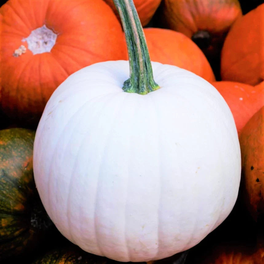 Casper White Pumpkin Seeds | Heirloom Lumina Polar Bear Variety | White Cucurbita pepo for Fall Decor & Cooking