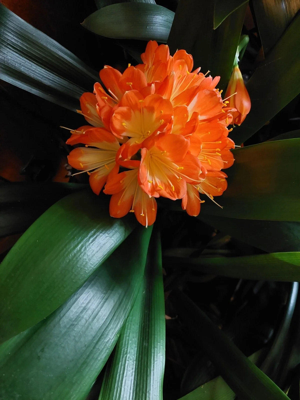 Clivia Miniata Broadleaf Indoor Houseplant, 5-Year-Old Potted Clivia, Non-Flowering, USA Seller