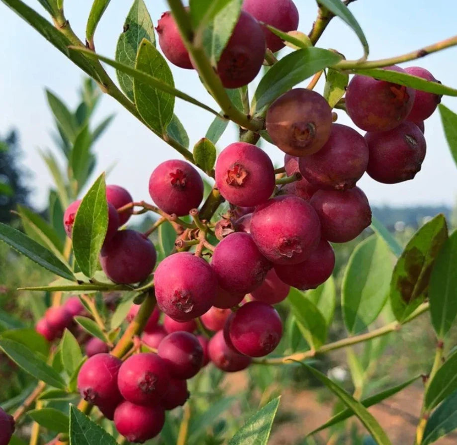 Set of 2 Live Pink Lemonade Blueberry Plants - 4-6 Inch Rooted Vaccinium corymbosum Edible Fruit Plants