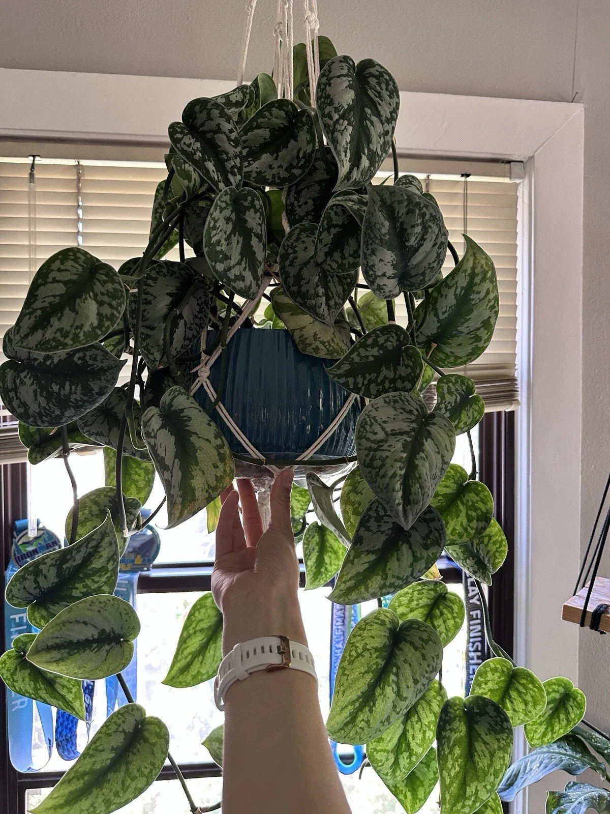 Scindapsus Pictus Exotica Silver Rooted Cuttings – Indoor Houseplant for Home Decor, Easy Care Trailing Vine