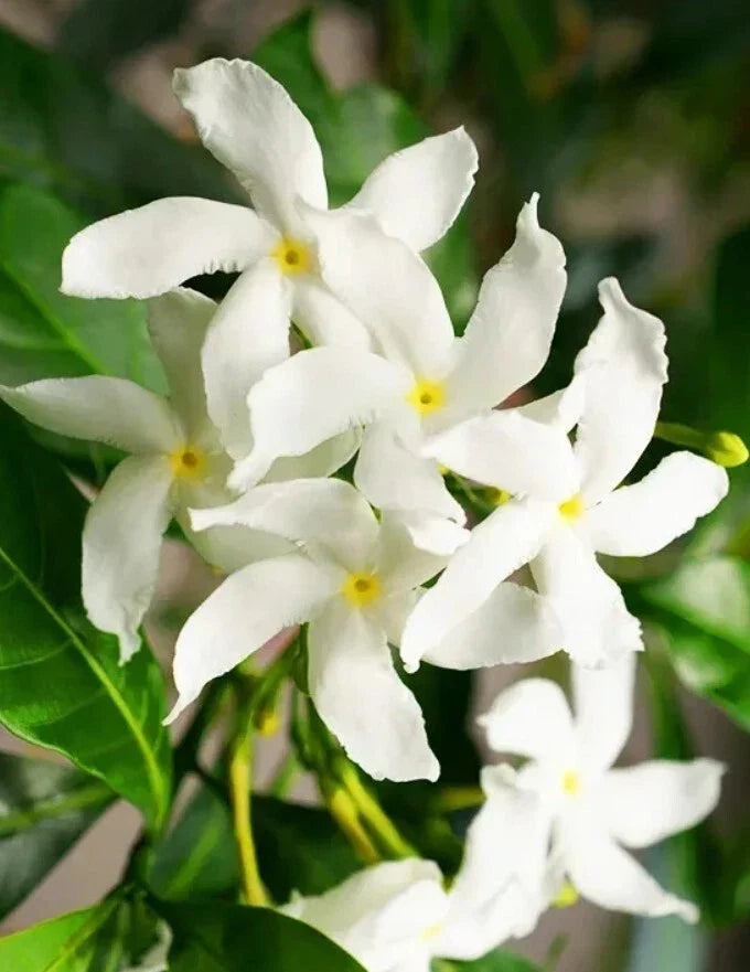 Green Confederate Star Jasmine Plant 6-8" Tall Evergreen Climber with Fragrant White Flowers
