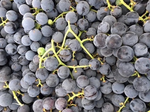 Concord Grape Plant Live Rooted Starter Vitis labrusca Purple/Blue Self-Pollinating Organic Zones 5-9