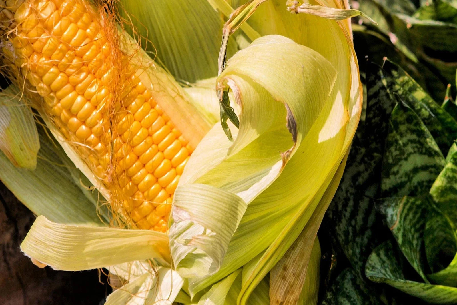 Bantam Sweet Corn Seeds for Planting - Heirloom Zea mays - Non-GMO, Compact, Fast-Growing, Edible Corn Seeds