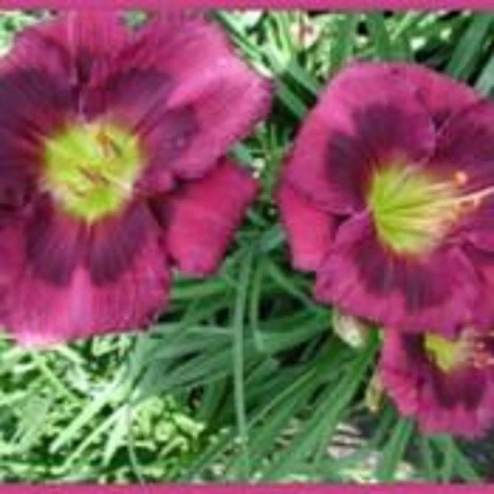 Beaming Blessings Daylily Bareroot Plants with New Sprouts – Hemerocallis spp. for Garden Beds & Borders
