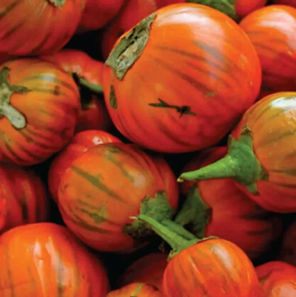 Turkish Orange Eggplant Seeds 50+ | Solanum melongena Asian Vegetable Garden