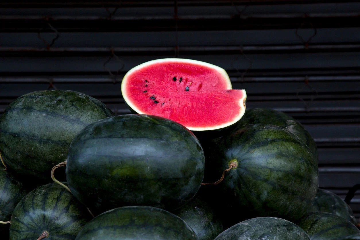 Florida Giant Watermelon Seeds - 10 Count Black Diamond Variety | Citrullus lanatus
