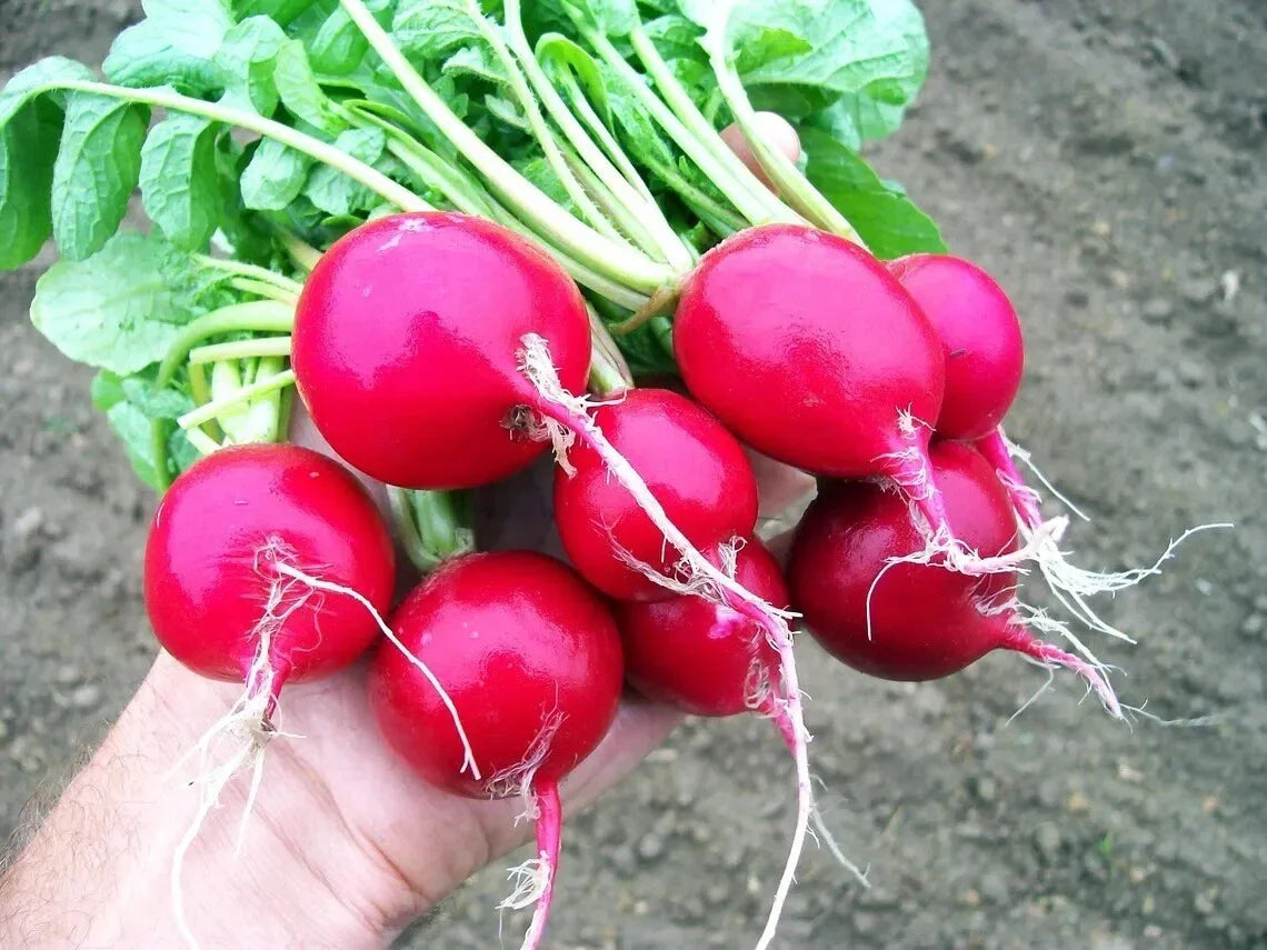 Organic Heirloom Cherry Belle Radish Seeds - 50+ Non-GMO Fast Growing Vegetable Seeds