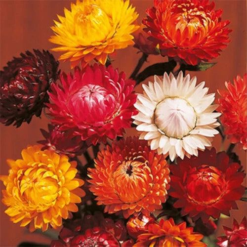 Tom Thumb Strawflower Seeds, Non-GMO, Easy to Grow, Bright Colorful Blooms, Helichrysum bracteatum, Packet of 100 Seeds