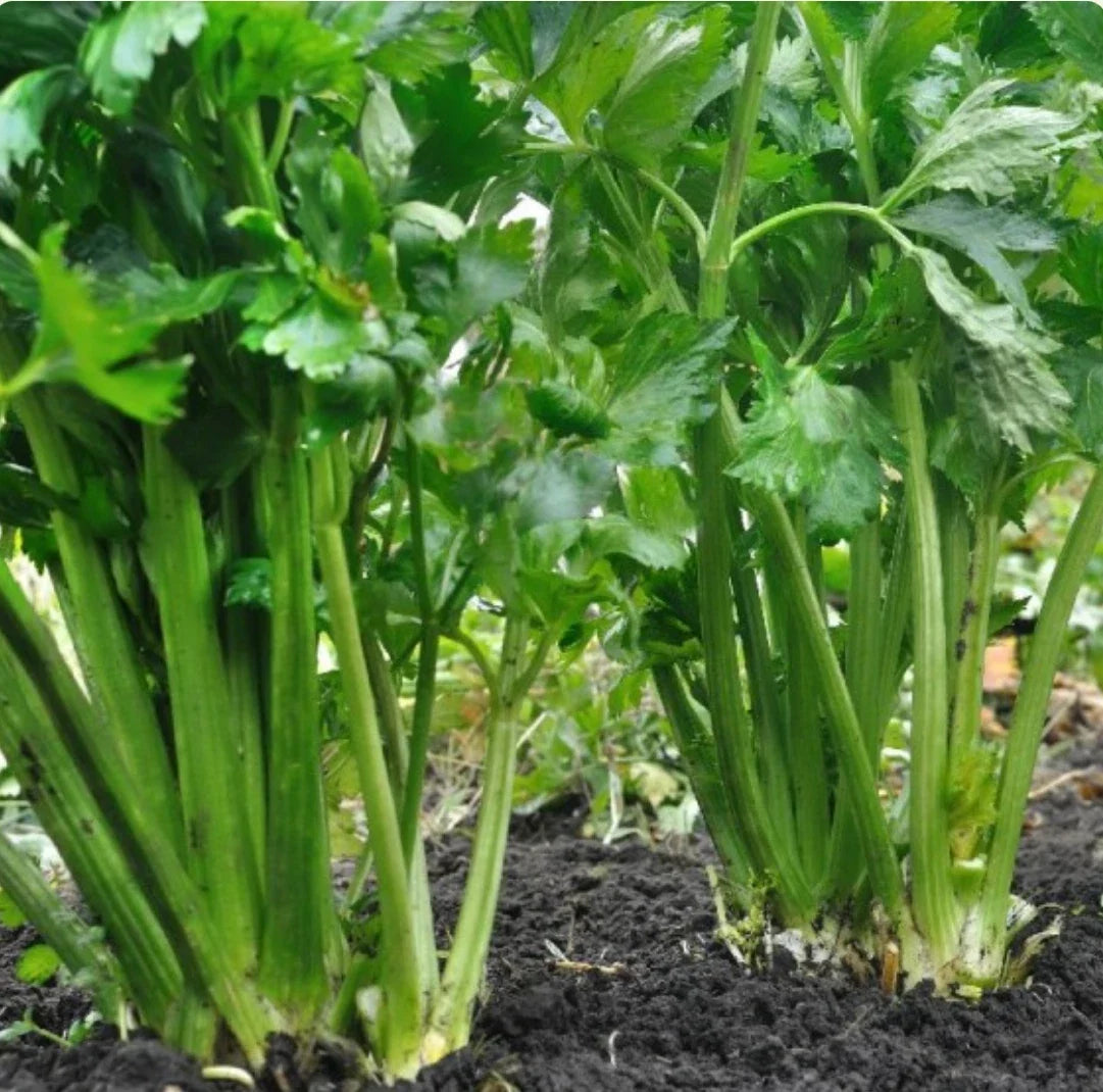 Organic Tendercrisp Celery Seeds – 2000 Non-GMO Heirloom Apium graveolens Vegetable Seeds