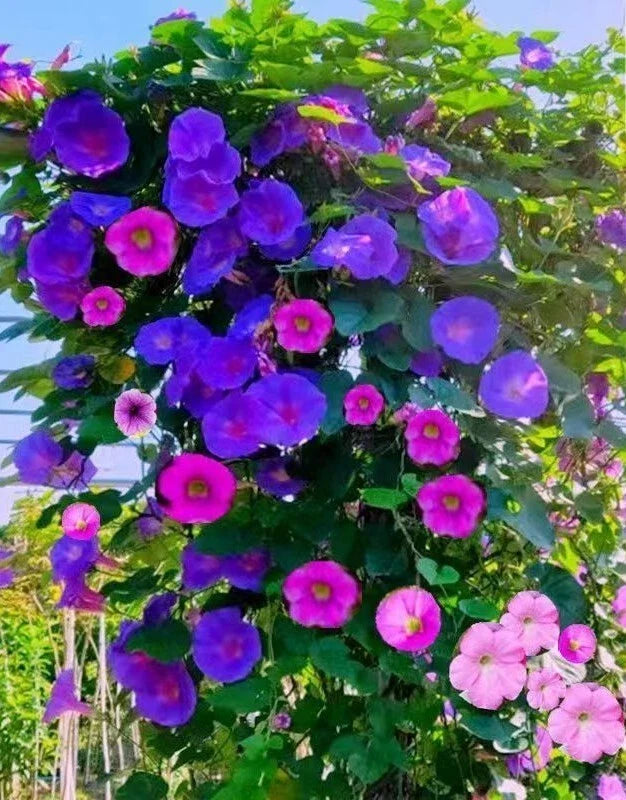 Tall Morning Glory Seeds Mix - Climbing Vine Flower Seeds for Garden, Ipomoea purpurea, 50+ Seeds, USA Grown