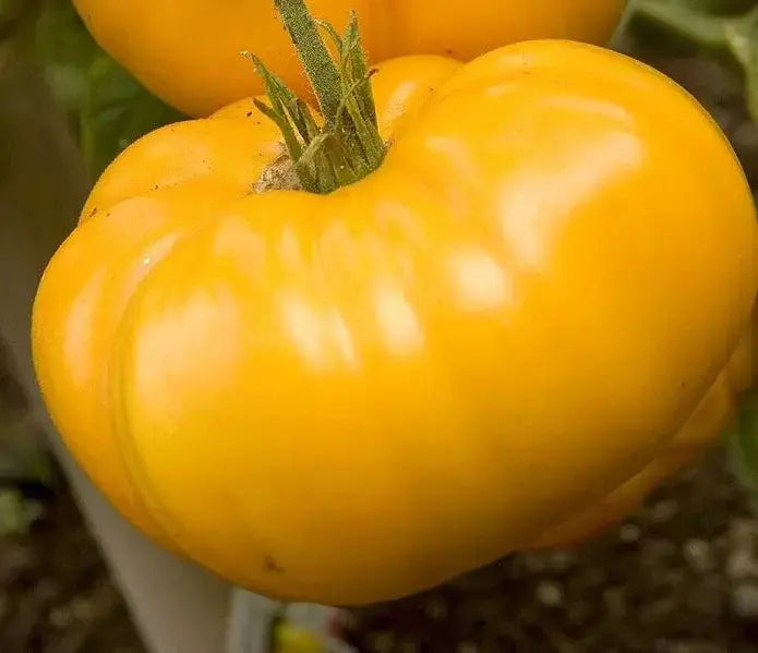 Yellow Brandywine Tomato Seeds - 30+ Organic Heirloom NON-GMO Seeds for Home Gardeners