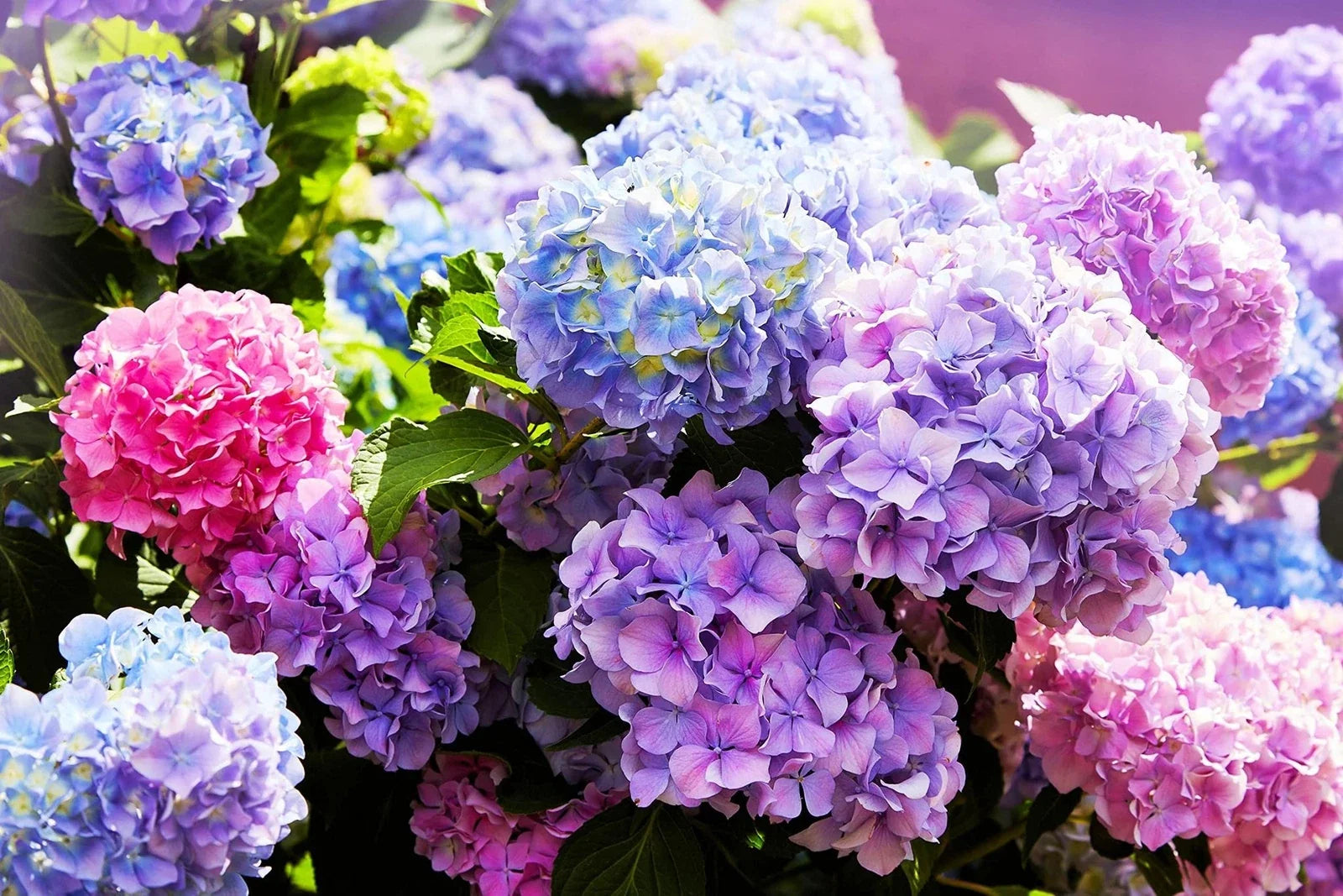 Mixed Color Hydrangea Seeds 50 Pack, Hydrangea macrophylla, Large Blooms, Easy to Grow, Garden, Flower Seeds