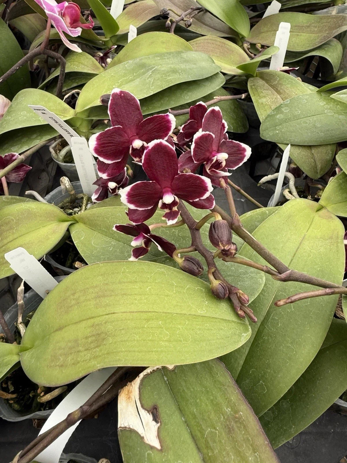 Phalaenopsis Orchid Plant 2-3 Inch Pot Colorful Indoor Flowering Houseplant, Exotic Gift