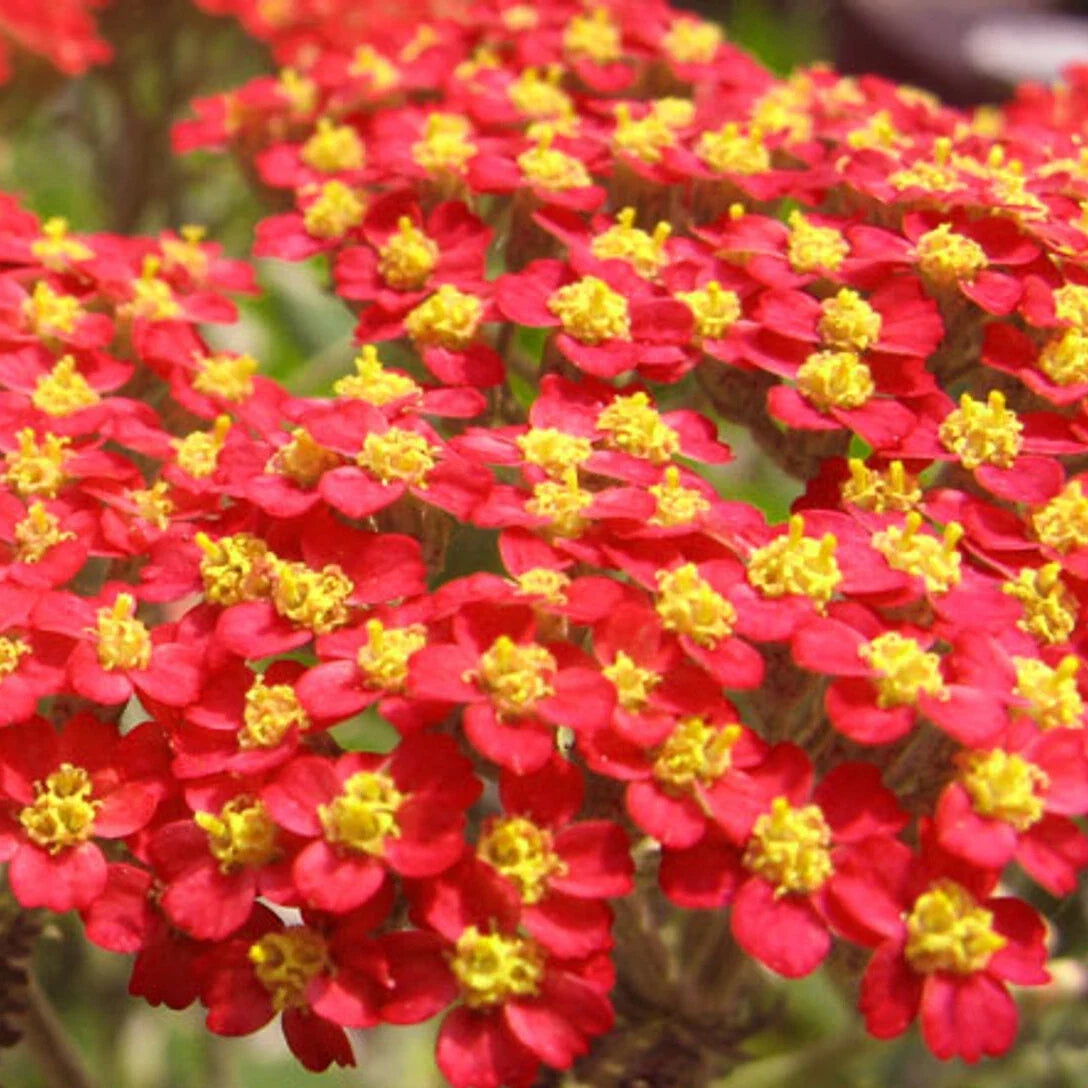 Red Yarrow Seeds | Achillea millefolium 'Paprika' | Non-GMO Herb Garden Plant for Borders & Wildflower Gardens