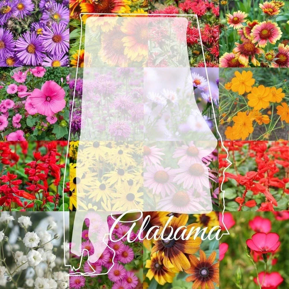 Alabama Wildflower Seed Mix 1/4LB - Native Wildflowers for 500 sq ft, Pollinator Friendly