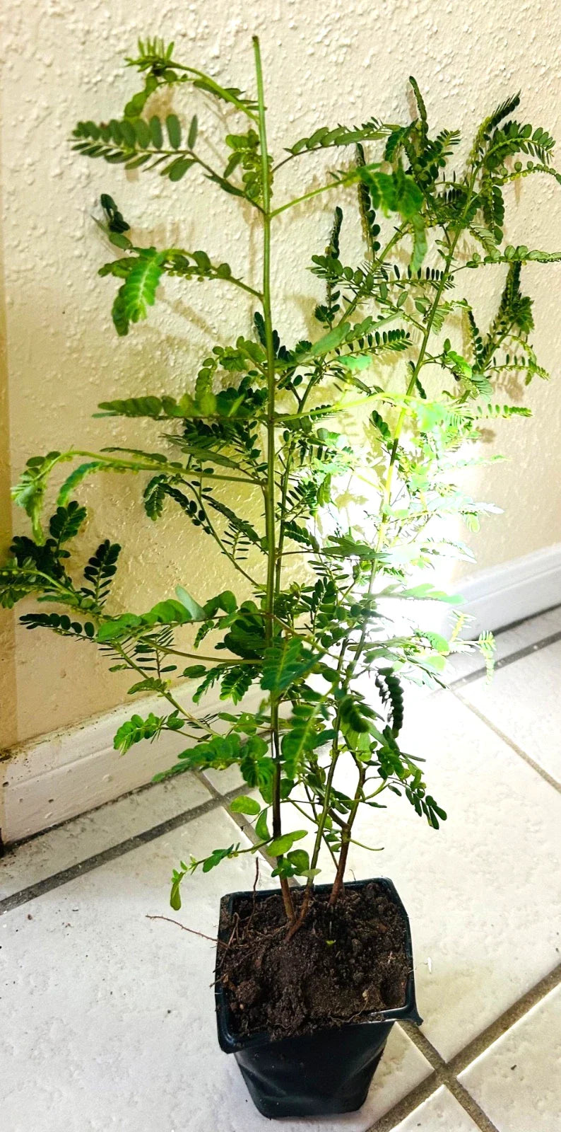 Organic Stone Breaker Plants 2X - Phyllanthus niruri Live Herbal Plants 14"