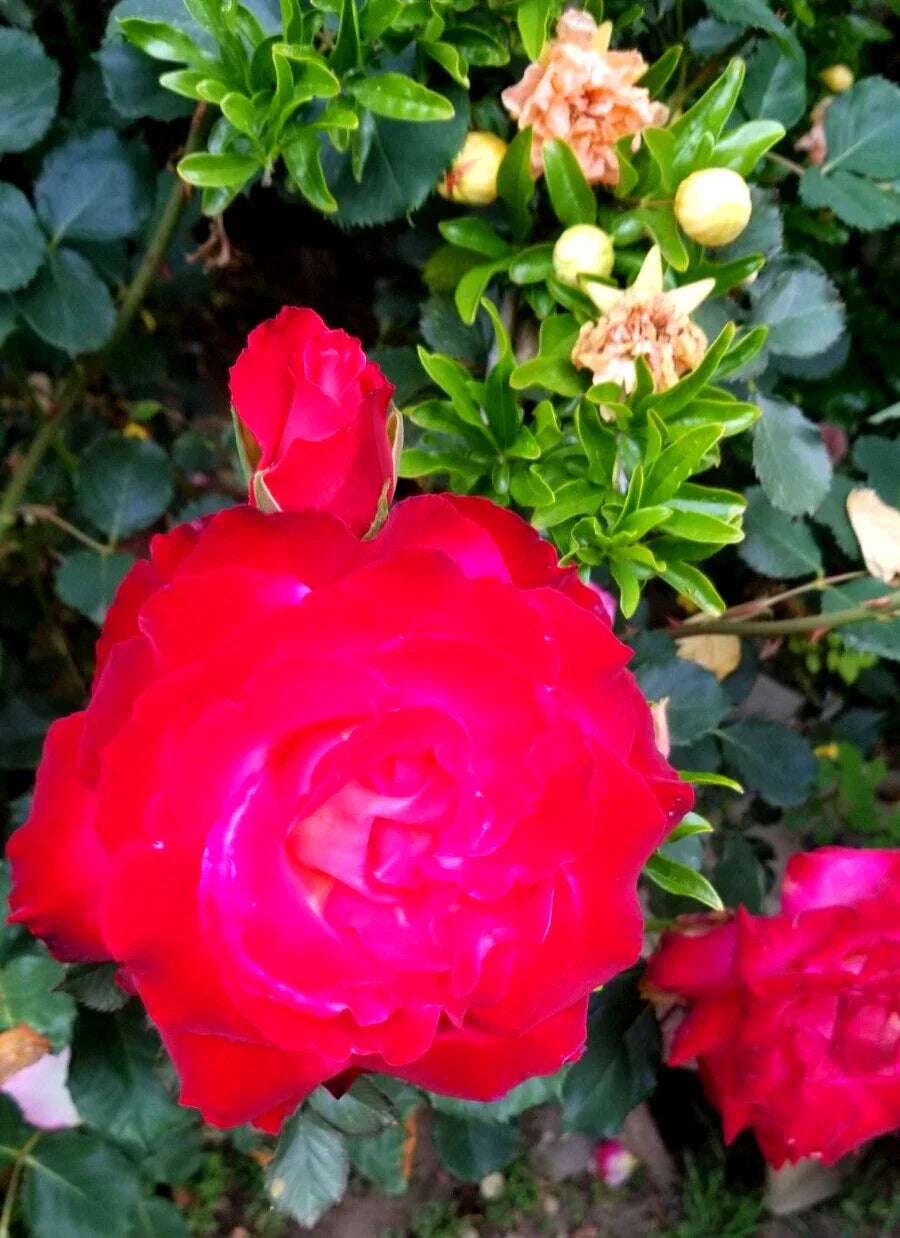 Classic Red Rose Cuttings - 3 Stem Fresh with Lighter Center | Rosa spp.