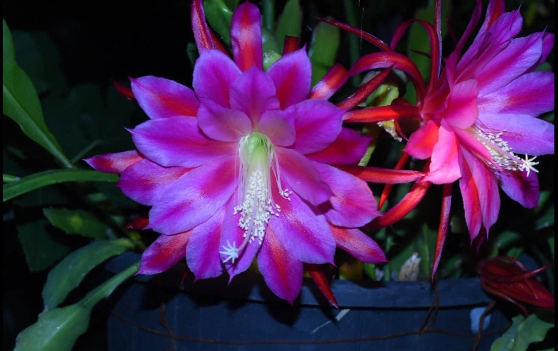 Epiphyllum Orchid Cactus Plant - Midnight Purple Variety - Exotic Houseplant - Climbing or Trailing, Potted, Epiphyllum spp.