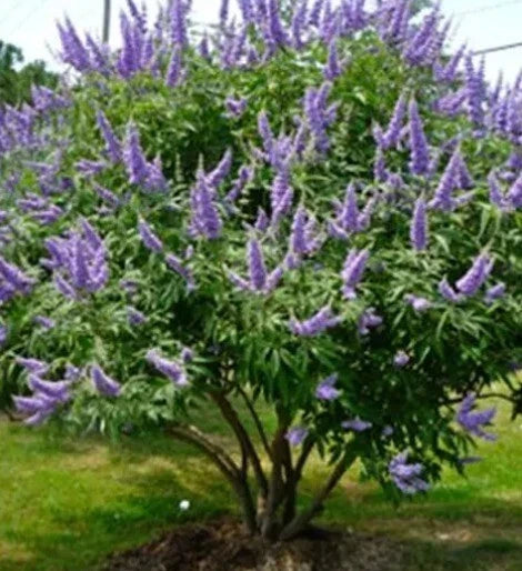 Chaste Tree Seeds - 50+ Pack, Edible Spice, Fragrant Flowers, Vitex agnus-castus, Fast Growing, Deciduous Shrub for Garden & Landscaping
