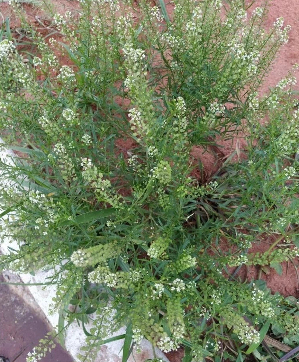 Organic Peppergrass Seeds - 100+ Lepidium virginicum Herb Seeds for Home Gardening, Virginia Pepperweed Herb